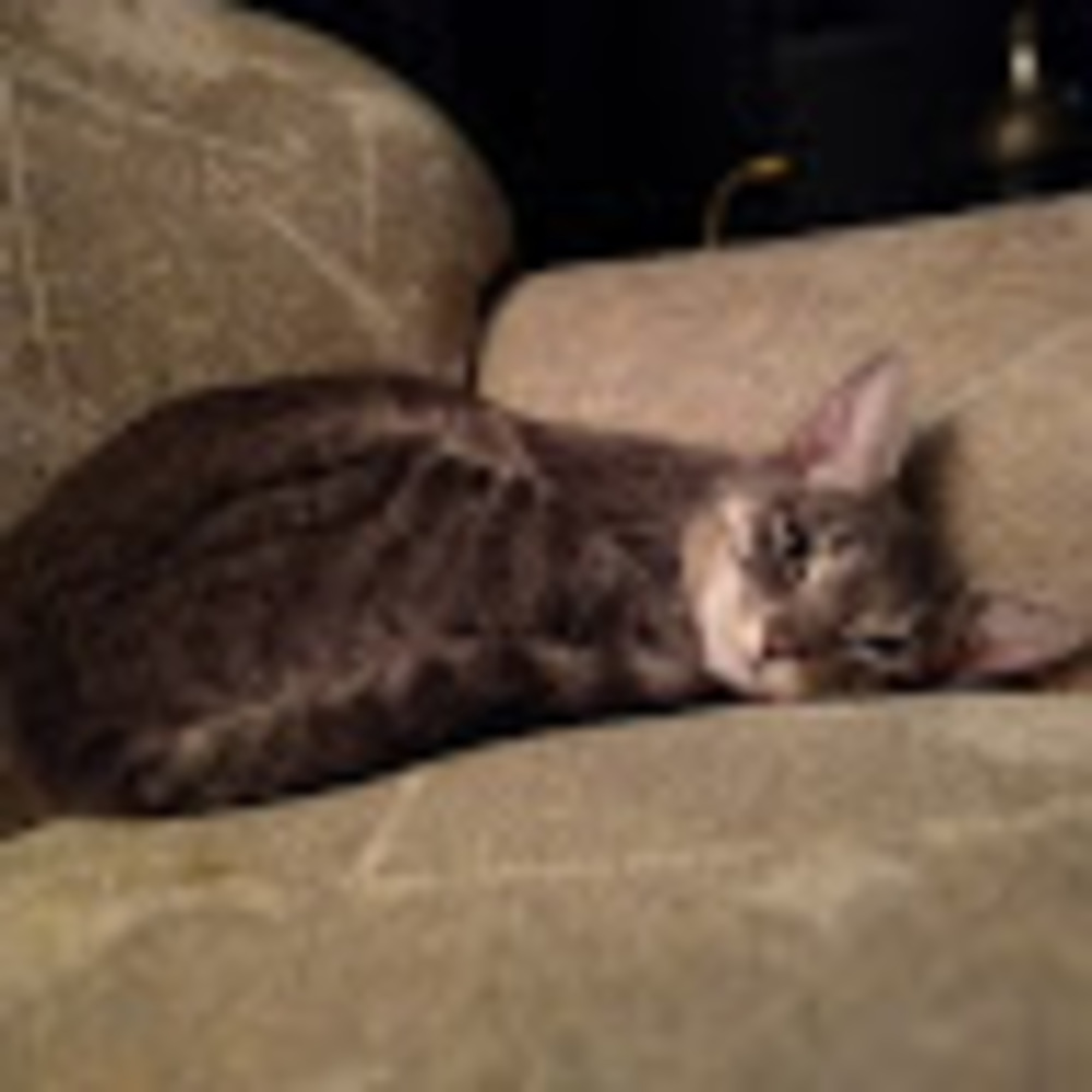 Meet your Posher, Ashley